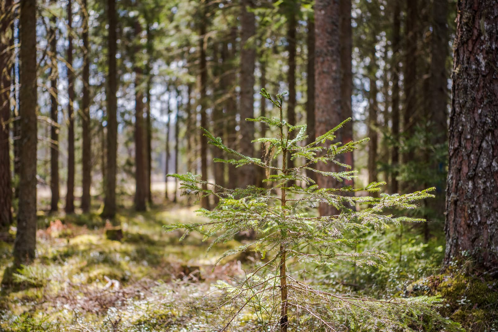Skog i Dalsland